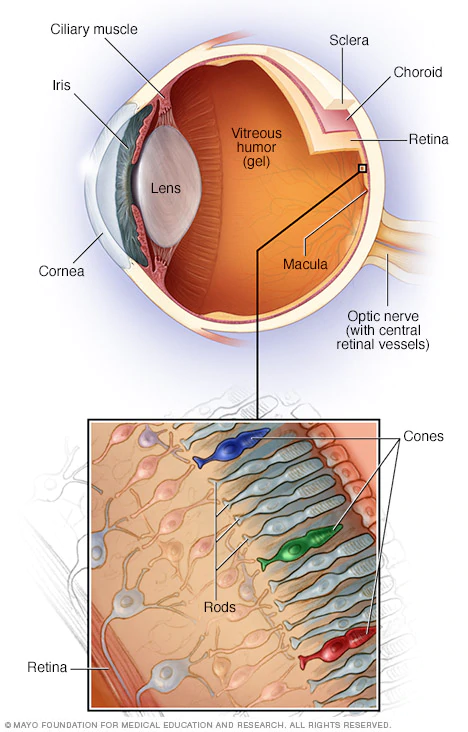 Parts of the inner eye 
